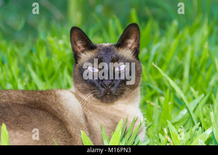 Portrait von siamesische Katze auf grünem Gras Stockfoto