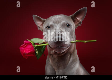 Hund hält stieg im Mund Stockfoto