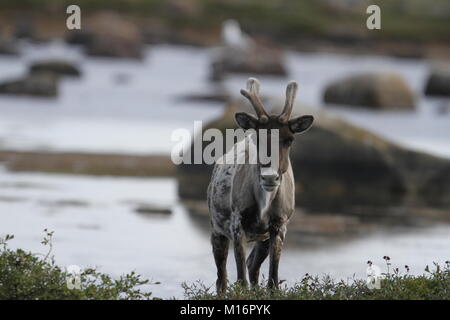 Barren - Boden Karibus, Rangifer tarandus groenlandicus, stehend auf Tundra in der Nähe von Wasser im Spätsommer, Arviat Nunavut Stockfoto