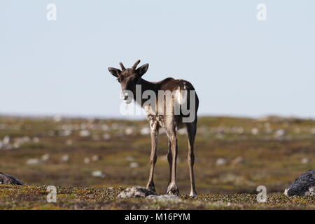 Junge unfruchtbaren Boden Karibus, Rangifer tarandus groenlandicus, stehend auf dem Grün Tundra im August, Arviat Nunavut Stockfoto