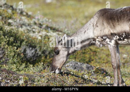 Junge unfruchtbaren Boden Karibus, Rangifer tarandus groenlandicus, Beweidung entlang der Tundra im August in der Nähe von Arviat, Nunavut Stockfoto