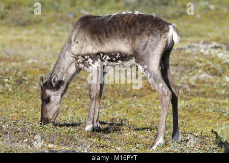 Junge unfruchtbaren Boden Karibus, Rangifer tarandus groenlandicus, Beweidung entlang der Tundra im August in der Nähe von Arviat, Nunavut Stockfoto