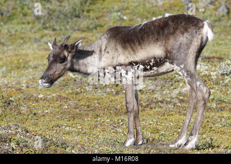 Junge unfruchtbaren Boden Karibus, Rangifer tarandus groenlandicus, stehend auf dem Grün Tundra im August, Arviat Nunavut Stockfoto