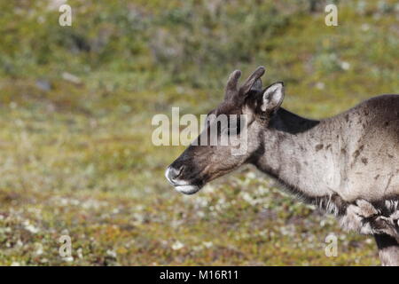 Nahaufnahme einer jungen unfruchtbar - Masse Karibus, Rangifer tarandus groenlandicus, mit dem grünen Tundra im Hintergrund im August in der Nähe von Arviat, Nunavut Stockfoto