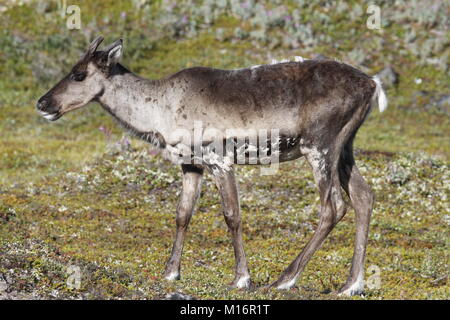 Junge unfruchtbaren Boden Karibus, Rangifer tarandus groenlandicus, stehend auf dem Grün Tundra im August, Arviat Nunavut Stockfoto