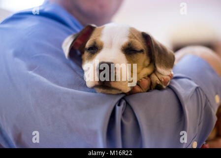 Ein Mann hält einen Schlafbereich 7 Woche alt Beagle mix Welpe. Stockfoto