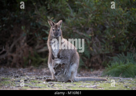 Bennets wallaby stehend mit Joey auf der Suche aus der Tasche in narawnapatu Nationalpark Tasmanien Stockfoto