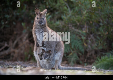 Bennets wallaby stehend mit Joey auf der Suche aus der Tasche in narawnapatu Nationalpark Tasmanien Stockfoto