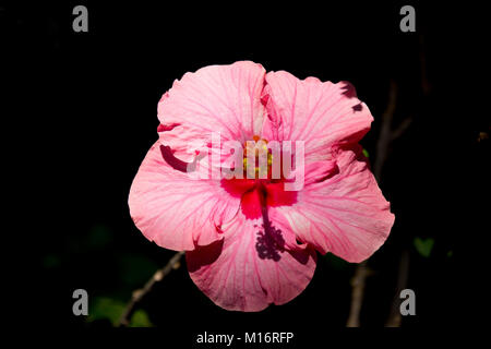 In der Nähe von Rosa Hibiscus rosa-sinensis oder Brillant, mit grünen Blatt Hintergrund Stockfoto