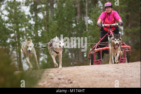 Aviemore, Schottland, 27. Januar, 2018. Die 35. jährliche Aviemore Sled Dog Rally statt. Schnee hat vom starken Regen gewaschen worden, damit die Teams Räder machen den Job verwenden, schwieriger für den Hund Teams, Aviemore, Schottland, 27. Januar 2018 (C) Barbara Cook/Alamy leben Nachrichten Stockfoto