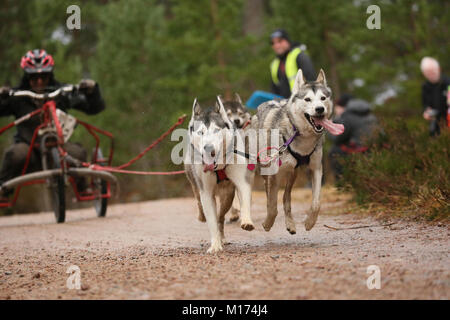 Aviemore, Schottland, 27. Januar, 2018. Die 35. jährliche Aviemore Sled Dog Rally statt. Schnee hat vom starken Regen gewaschen worden, damit die Teams Räder machen den Job verwenden, schwieriger für den Hund Teams, Aviemore, Schottland, 27. Januar 2018 (C) Barbara Cook/Alamy leben Nachrichten Stockfoto