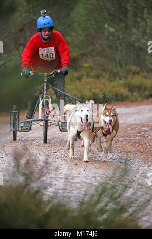 Aviemore, Schottland, 27. Januar, 2018. Die 35. jährliche Aviemore Sled Dog Rally statt. Schnee hat vom starken Regen gewaschen worden, damit die Teams Räder machen den Job verwenden, schwieriger für den Hund Teams, Aviemore, Schottland, 27. Januar 2018 (C) Barbara Cook/Alamy leben Nachrichten Stockfoto