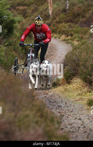 Aviemore, Schottland, 27. Januar, 2018. Die 35. jährliche Aviemore Sled Dog Rally statt. Schnee hat vom starken Regen gewaschen worden, damit die Teams Räder machen den Job verwenden, schwieriger für den Hund Teams, Aviemore, Schottland, 27. Januar 2018 (C) Barbara Cook/Alamy leben Nachrichten Stockfoto