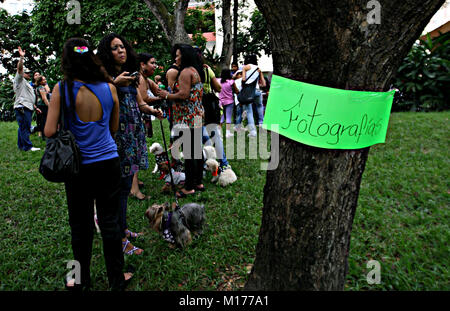 Valencia, Carabobo, Venezuela. 2. Okt 2011. Oktober 02, 2010. Feier der Tiere Tag in der Stadt Valencia, Carabobo Zustand. Foto: Juan Carlos Hernandez Credit: Juan Carlos Hernandez/ZUMA Draht/Alamy leben Nachrichten Stockfoto