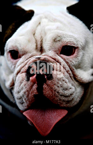 Valencia, Carabobo, Venezuela. 2. Okt 2011. Oktober 02, 2010. Feier der Tiere Tag in der Stadt Valencia, Carabobo Zustand. Foto: Juan Carlos Hernandez Credit: Juan Carlos Hernandez/ZUMA Draht/Alamy leben Nachrichten Stockfoto