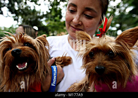 Valencia, Carabobo, Venezuela. 2. Okt 2011. Oktober 02, 2010. Feier der Tiere Tag in der Stadt Valencia, Carabobo Zustand. Foto: Juan Carlos Hernandez Credit: Juan Carlos Hernandez/ZUMA Draht/Alamy leben Nachrichten Stockfoto