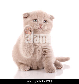 Porträt des Schottischen Kätzchen. Verspielte Katze auf Weiß. Nahaufnahme Porträt des Schottischen Katze, Stockfoto