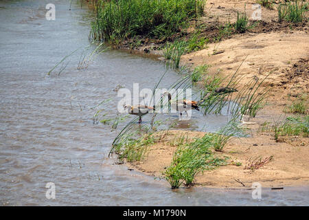 Habitatbild eines Paares (männlich und weiblich) der ägyptischen Gänse (Alopochen aegyptiaca) am Rande des Wassers in Simbabwe, Afrika Stockfoto