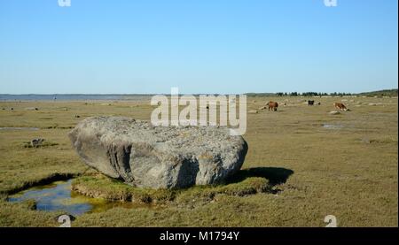 Große Granitblöcke, die von den antiken Gletscher auf saltmarsh Fransen Matsalu Bucht Matsalu Nationalpark, Thisted, Estland, September 2017. Stockfoto