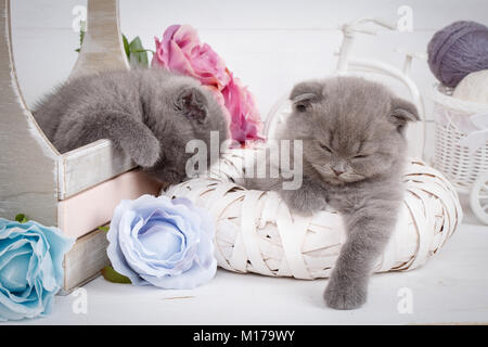 Böswillige grau Scottish Kitten nach einem aktiven Spiel. Reinrassige Katzen schlafen Katzen. Stockfoto