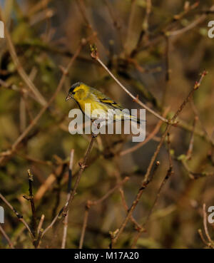 Siskin (Carduelis spinus) Stockfoto