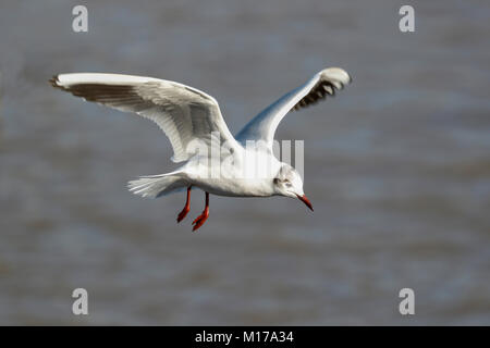 Black-Headed Gull Stockfoto