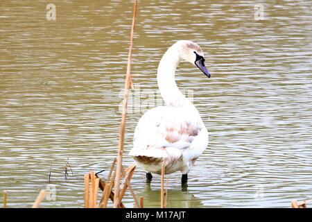 White Swan stand im Wasser nach Nahrung suchen Stockfoto
