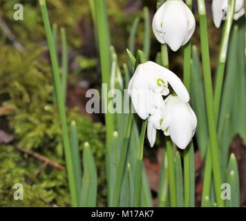 Schönen weißen Schneeglöckchen vor dem Hintergrund von Moss Stockfoto