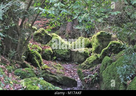 Felsformation im Moos bedeckt und von toten Blättern und Bäumen Stockfoto