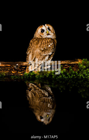 Waldkauz Reflexion Stockfoto