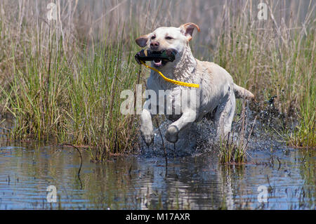 Gelbe Labrador Retriever abrufen Spielzeug Stoßfänger aus einem Teich Stockfoto