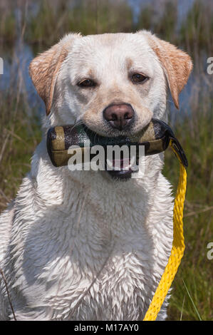 Nasse gelben Labrador Retriever Holding abgerufen Spielzeug Stoßfänger mit Teich im Hintergrund Stockfoto