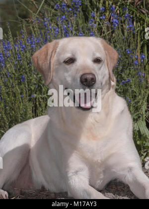 Schöne gelbe Labrador Retriever im vorderen Bereich der Lavendel gestellt Stockfoto