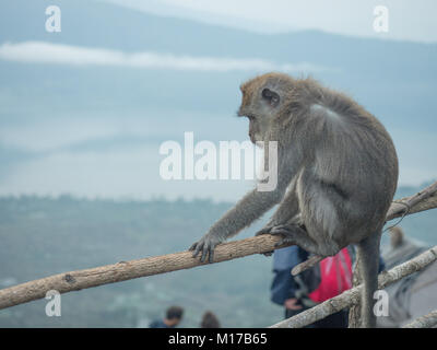 Macaque Affen zusammen mit Touristen beobachten Eruption auf Mount Agung Vulkan während an der Spitze des Mt. Batur Vulkan, Bali, Indonesien Stockfoto