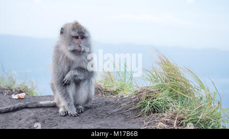 Traurig Affen auf der Oberseite des Batur Vulkan auf Bali, Indonesien Berg sitzen. Macaque in Bergen, natürlicher Lebensraum Stockfoto