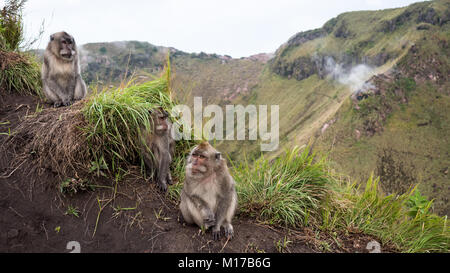 Familie der wilden macaque Affen in ihrer natürlichen Umgebung am Mount Batur Vulkan auf Bali, Indonesien Stockfoto