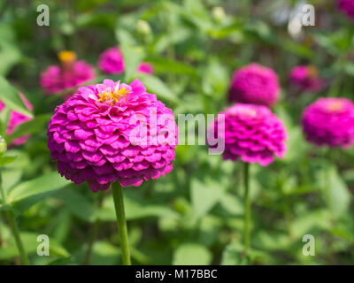 In der Nähe von Rosa runde Blume an Wave Hill Garten in Bronx, NY Stockfoto