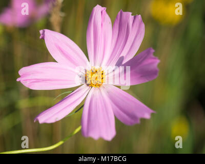 Blass rosa Lavendel Blume in Wave Hill Garten, Bronx, NY Stockfoto