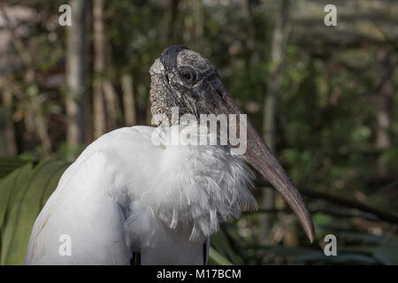 Holz Storch, Mycteria americana, Florida Stockfoto