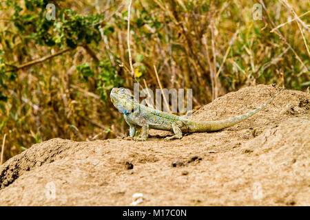 Die Southern Rock (Agama agama atra) in der Familie Agamidae, in Grün, Gelb und Blau auf einem Felsen in der Serengeti, Tansania Stockfoto