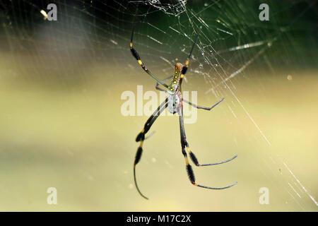 Golden Orb-Weaver Spinne (Nephila clavipes) auf einem Webserver in den Corcovado Nationalpark, südliche Costa Rica. Stockfoto