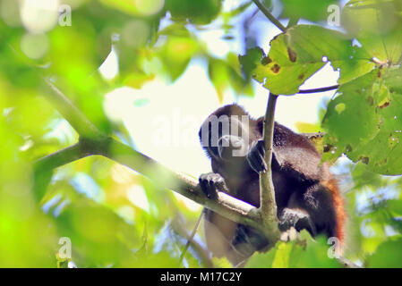 Mantled Brüllaffe (Alouatta palliata) sitzt auf einem Zweig in der remote Corcovado Nationalpark im Süden von Costa Rica Stockfoto