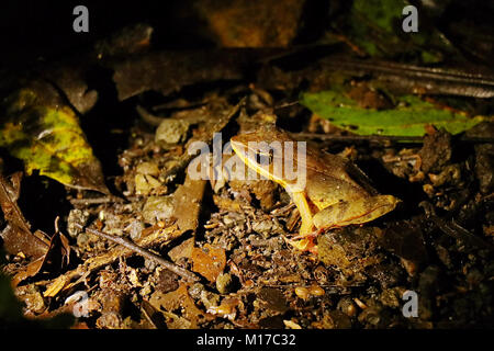 Brillante Regenwald Frosch (Rana warszewitschii) sitzen auf dem Boden Dschungel in der Nacht in der Nähe von La Fortuna, Alajuela Provinz im Norden Costa Ricas Stockfoto