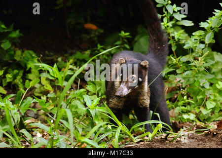 Wilde weiße Nase Nasenbär (Nasua narica) zu Fuß durch den Regenwald in der Nähe von La Fortuna im Norden Costa Ricas Stockfoto