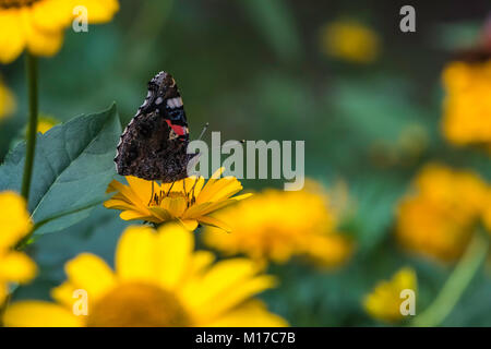 Red Admiral Schmetterling auf False Sunflower Stockfoto