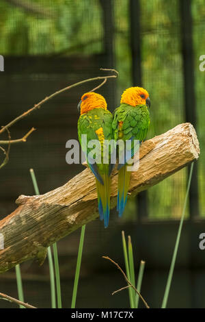 Nanday Sittiche Papagei Stockfoto