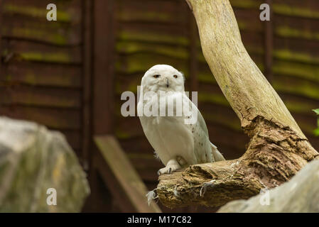 Schneeeule Stockfoto