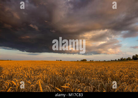Weizen Feld Sonnenuntergang Stockfoto