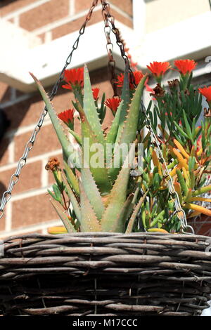 Aloe vera und Schwein Gesicht Werk in hängenden Korb Stockfoto