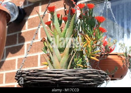 Aloe vera und Schwein Gesicht Werk in hängenden Korb Stockfoto